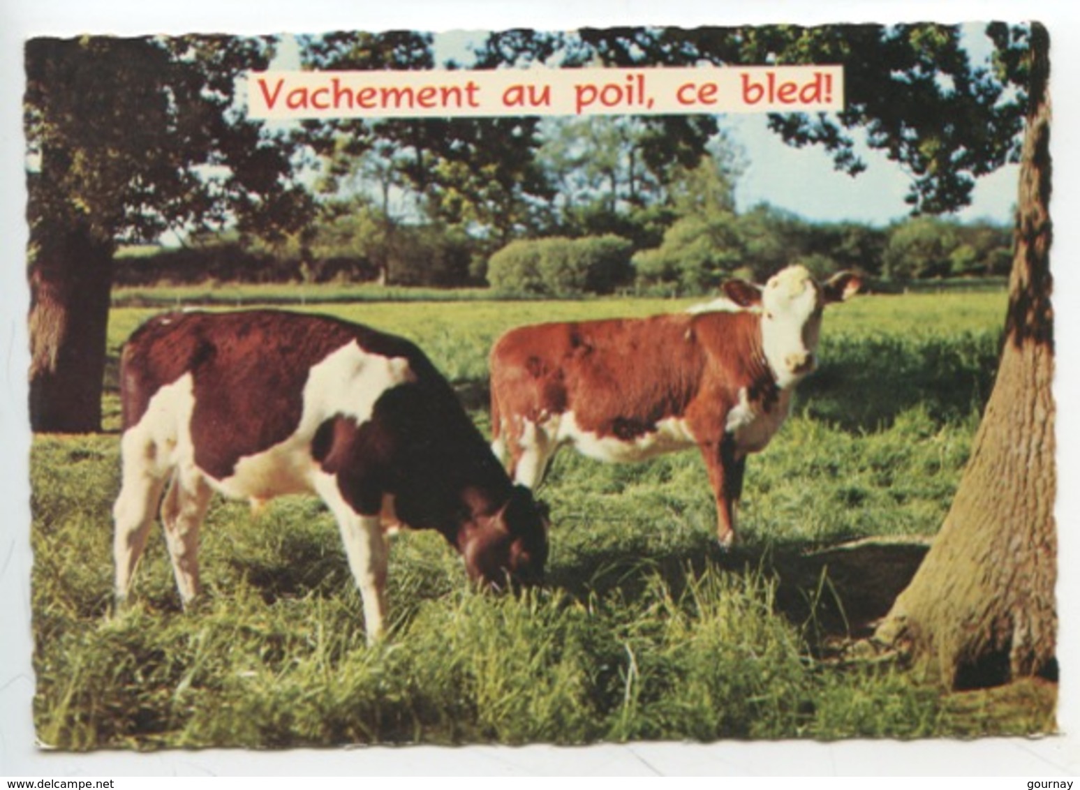 Collection Vacances N°948  "vachement Au Poil Ce Bled" Vache Normande - Humour