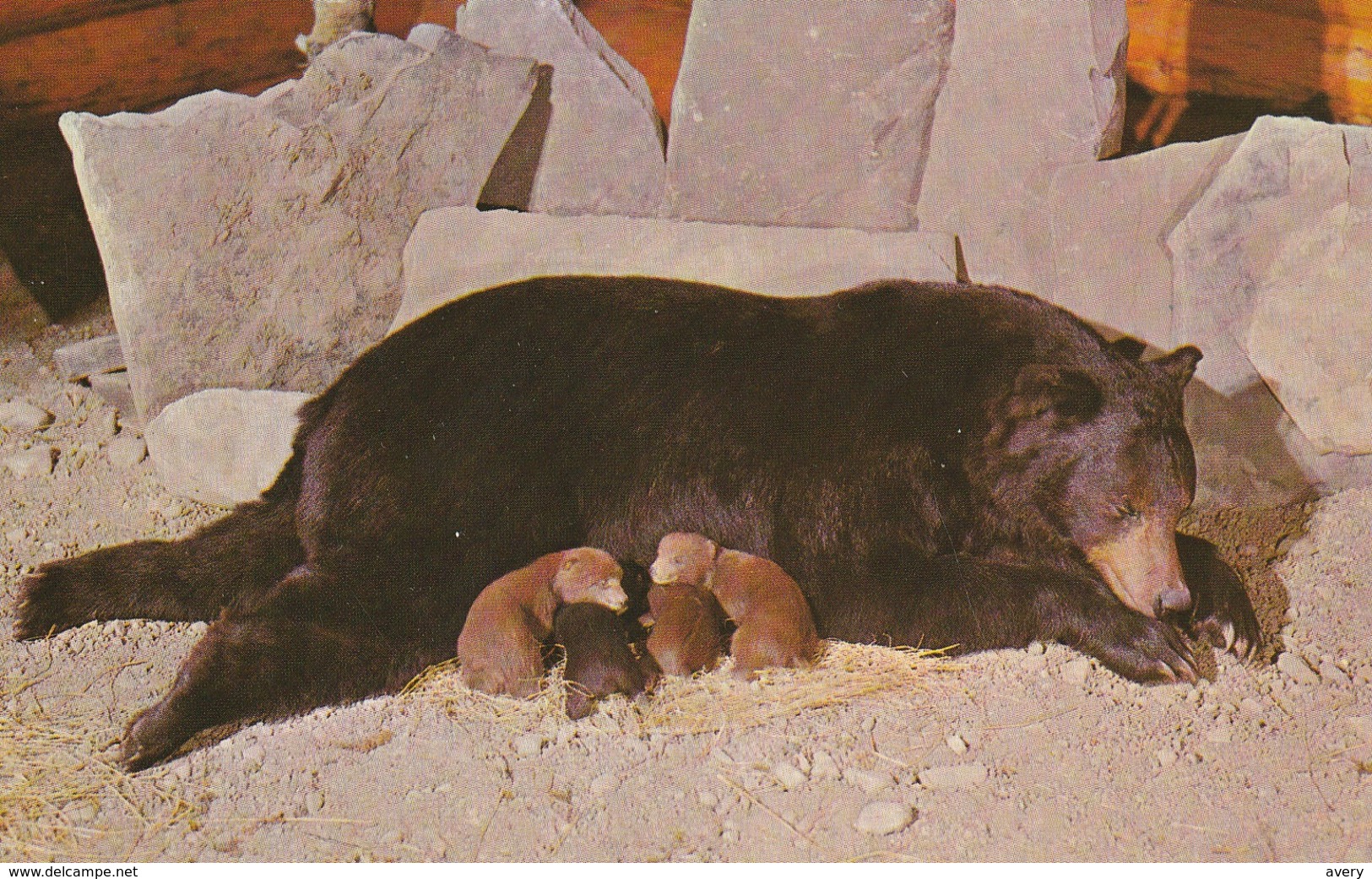 Luxton Museum, Banff, Alberta Ursus Americanus - Black Bear - Sow With 4 Cubs. - Banff