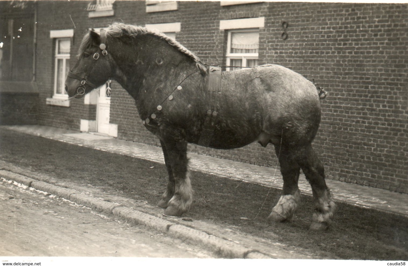 La Louvière, Cheval Rêve D'or. - La Louvière