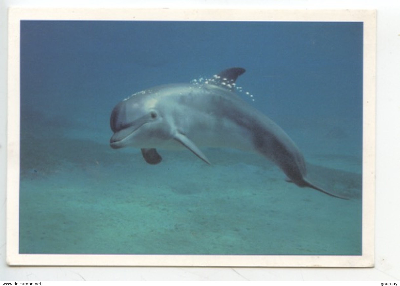 Dauphin (exclusivité REGARD'S - Phototèque) - Dauphins