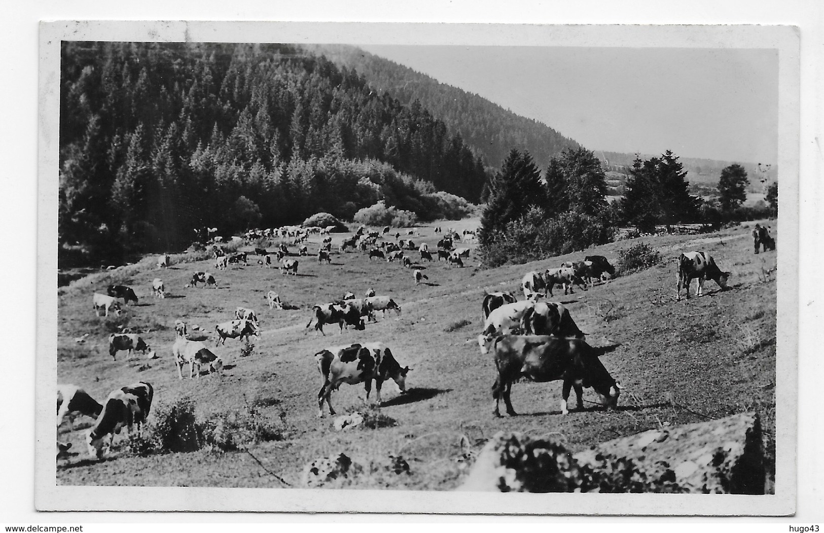 (RECTO / VERSO) LE HAUT JURA EN 1949 - LES PATURAGES AVEC VACHES - FORMAT CPA VOYAGEE - Other & Unclassified