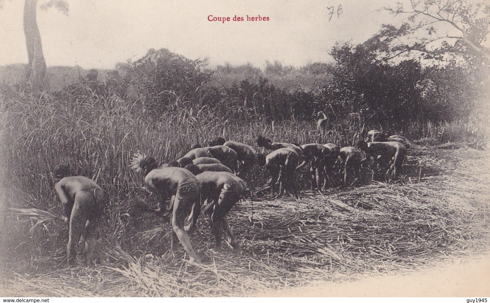 CONGO  Coupe Des HERBES  ( Plan Animé ) - Congo Français