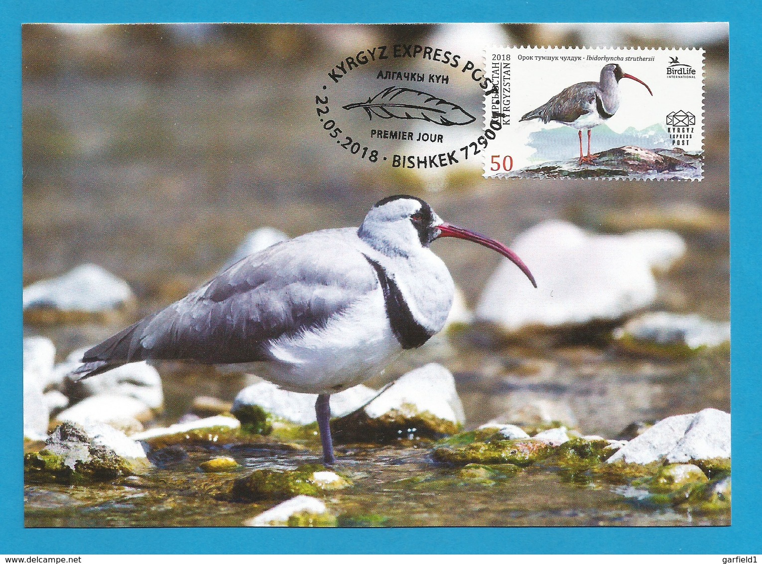 Kirgisistan 2018  , The Ibisbill  - Maxi Card - Premier Jour 22.05.2018 - Kirgisistan