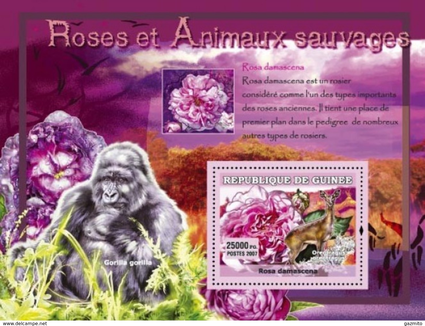 Guinea 2007, Rose, Gorilla, Deer, BF - Gorilles