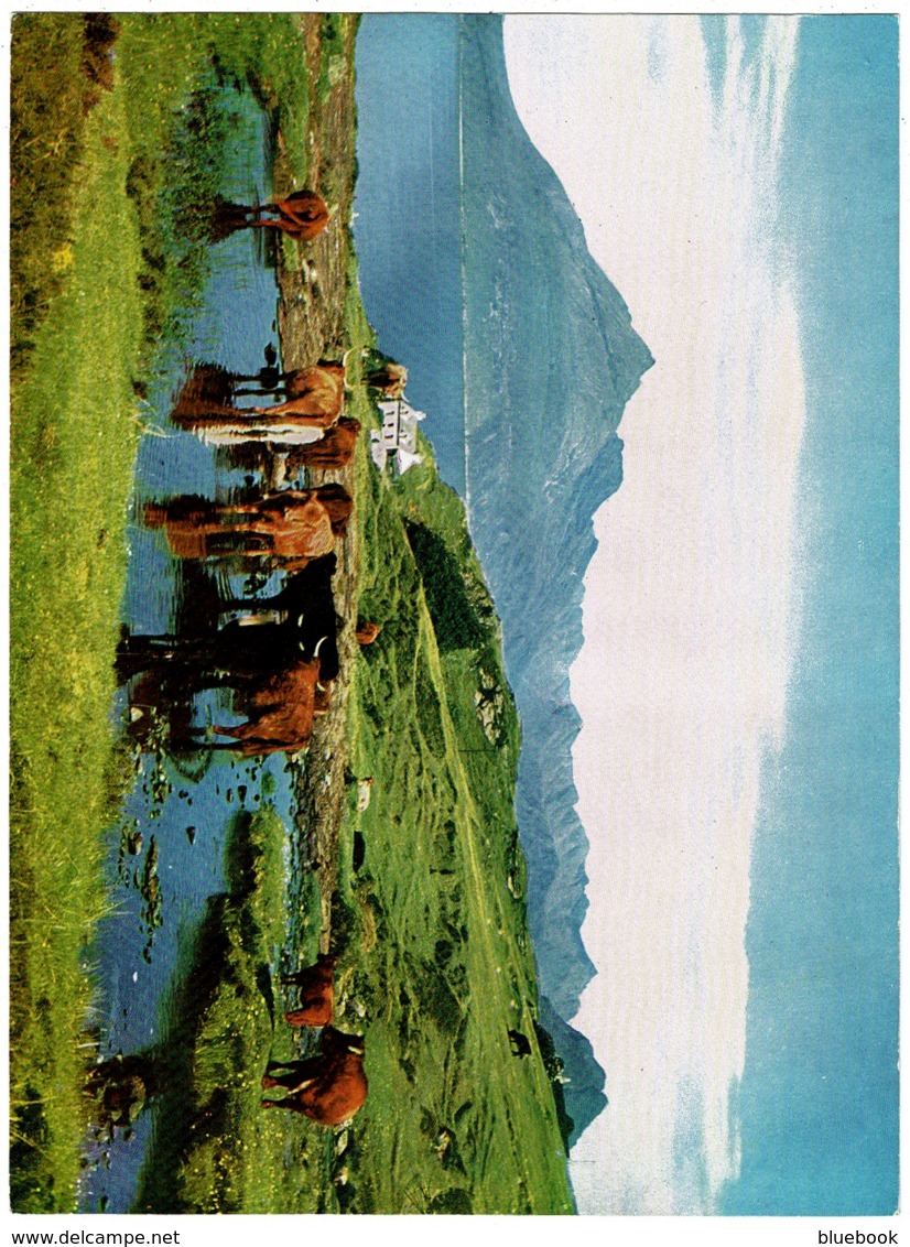 Ref 1232 - Super Large Postcard - Cattle & Cuillin Hills From Elgol - Isle Of Skye Scotland - Inverness-shire
