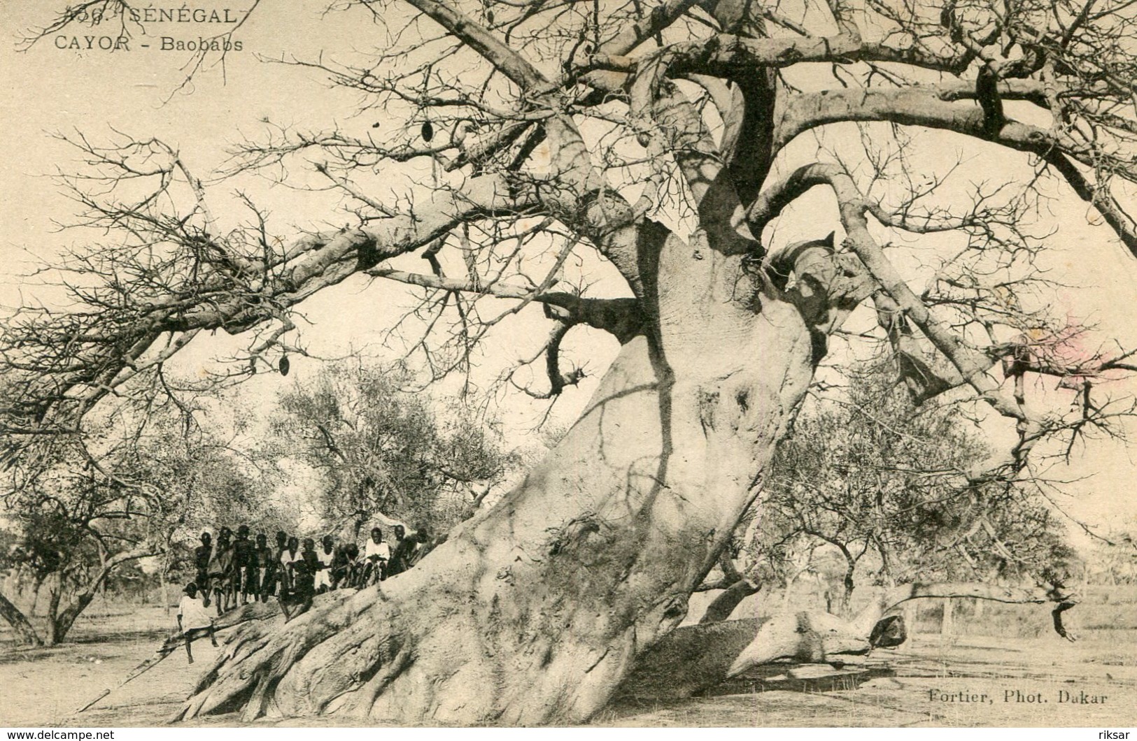 CAYOR(ARBRE) - Arbres