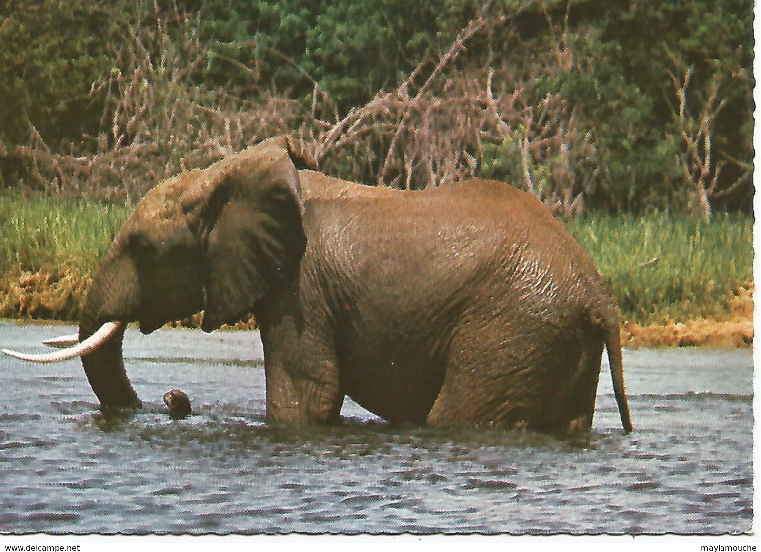 Kenya Voir Timbre Elephant - Kenya