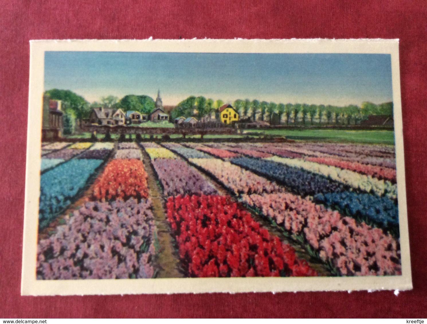 Nederland Holland Pays-Bas Bloembollenvelden. Flower-fields - Bloemen