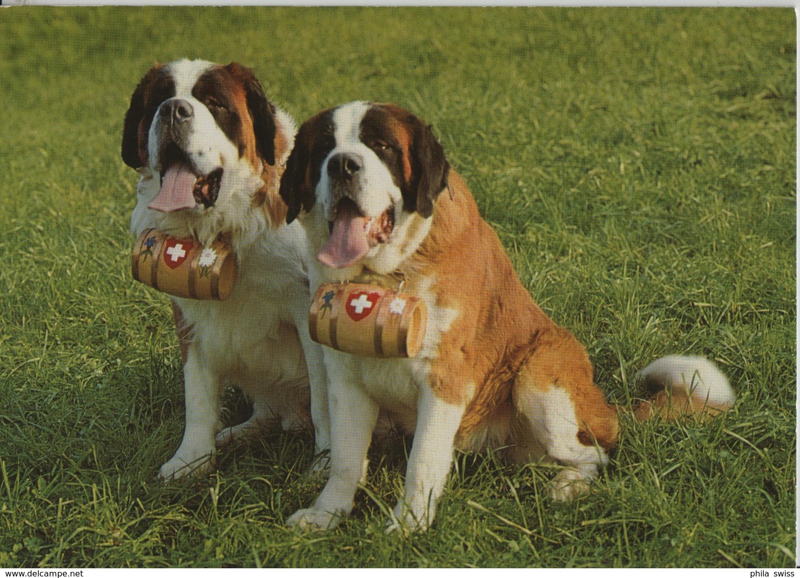 Bernhardiner Hunde - St. Bernhards-Zwinger Von Malters - Malters