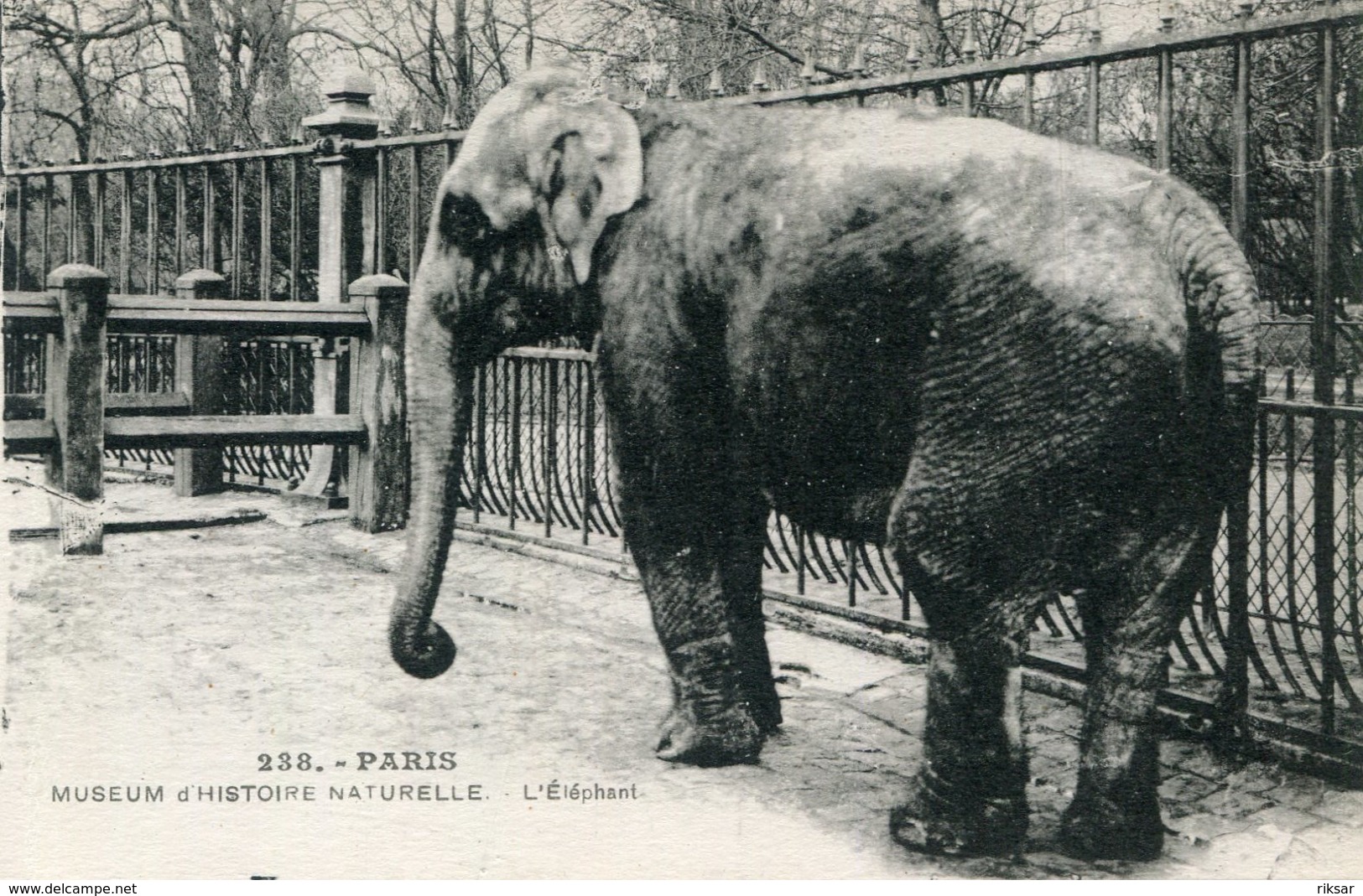 ELEPHANT(PARIS) MUSEE D HISTOIRE NATURELLE - Éléphants