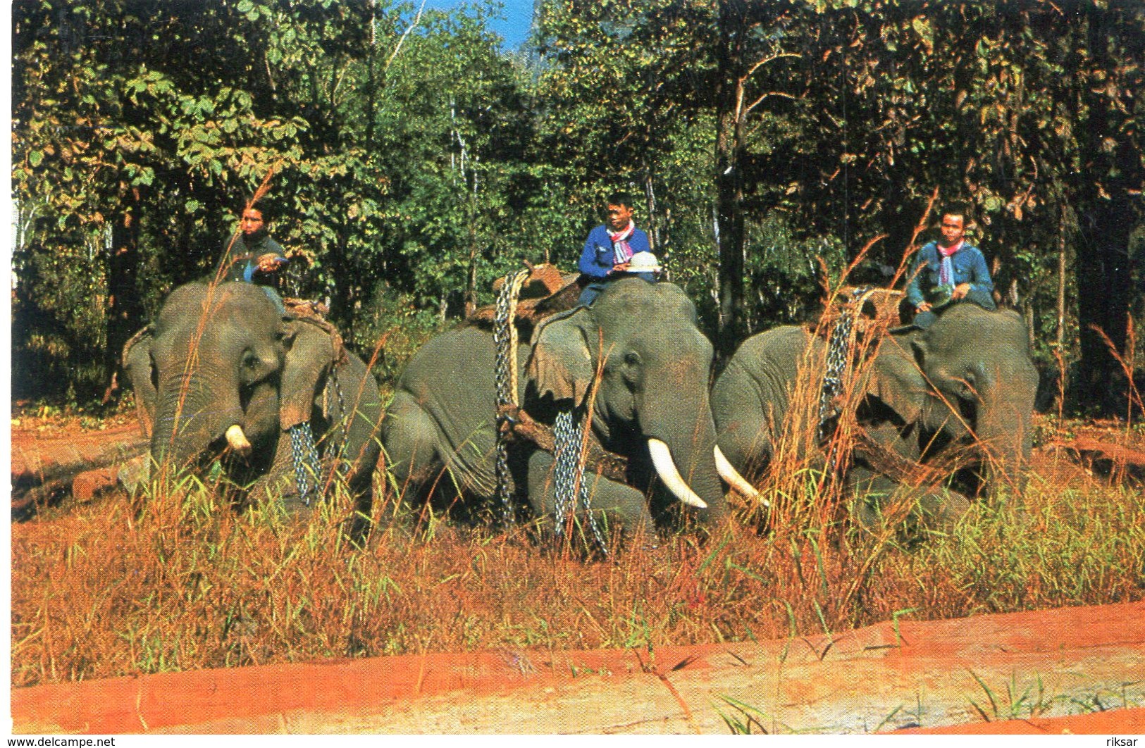 ELEPHANT(THAILANDE) CHIANGMAI - Thaïlande