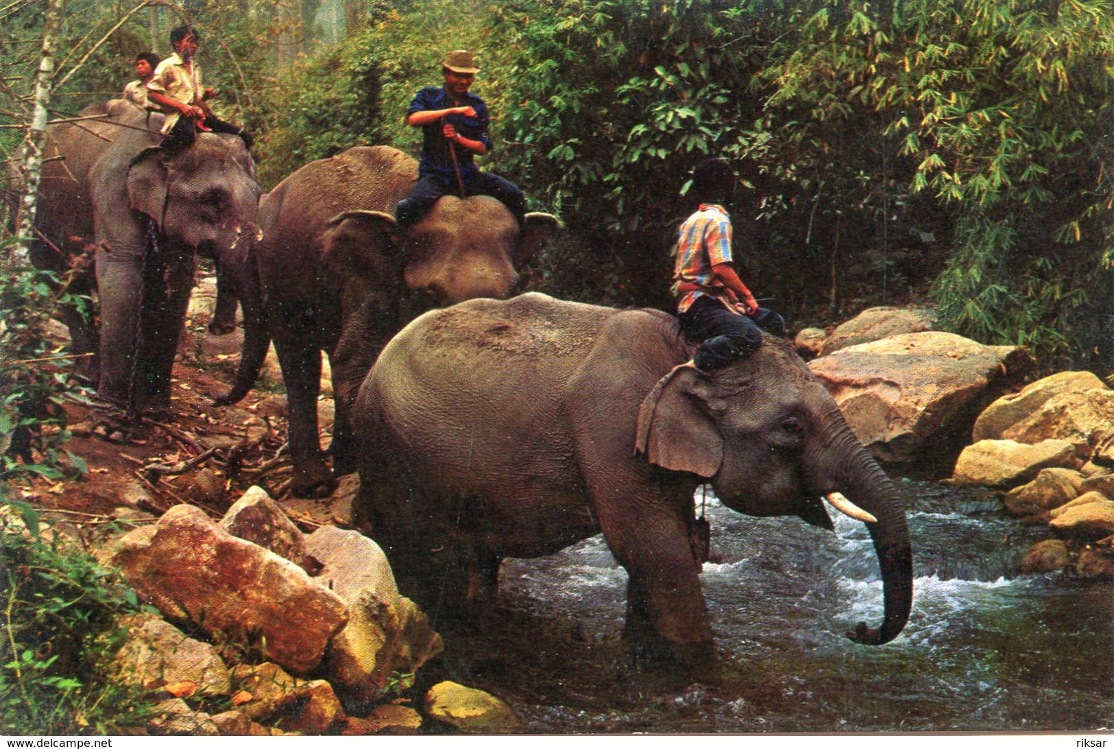 ELEPHANT(THAILANDE) - Thaïlande