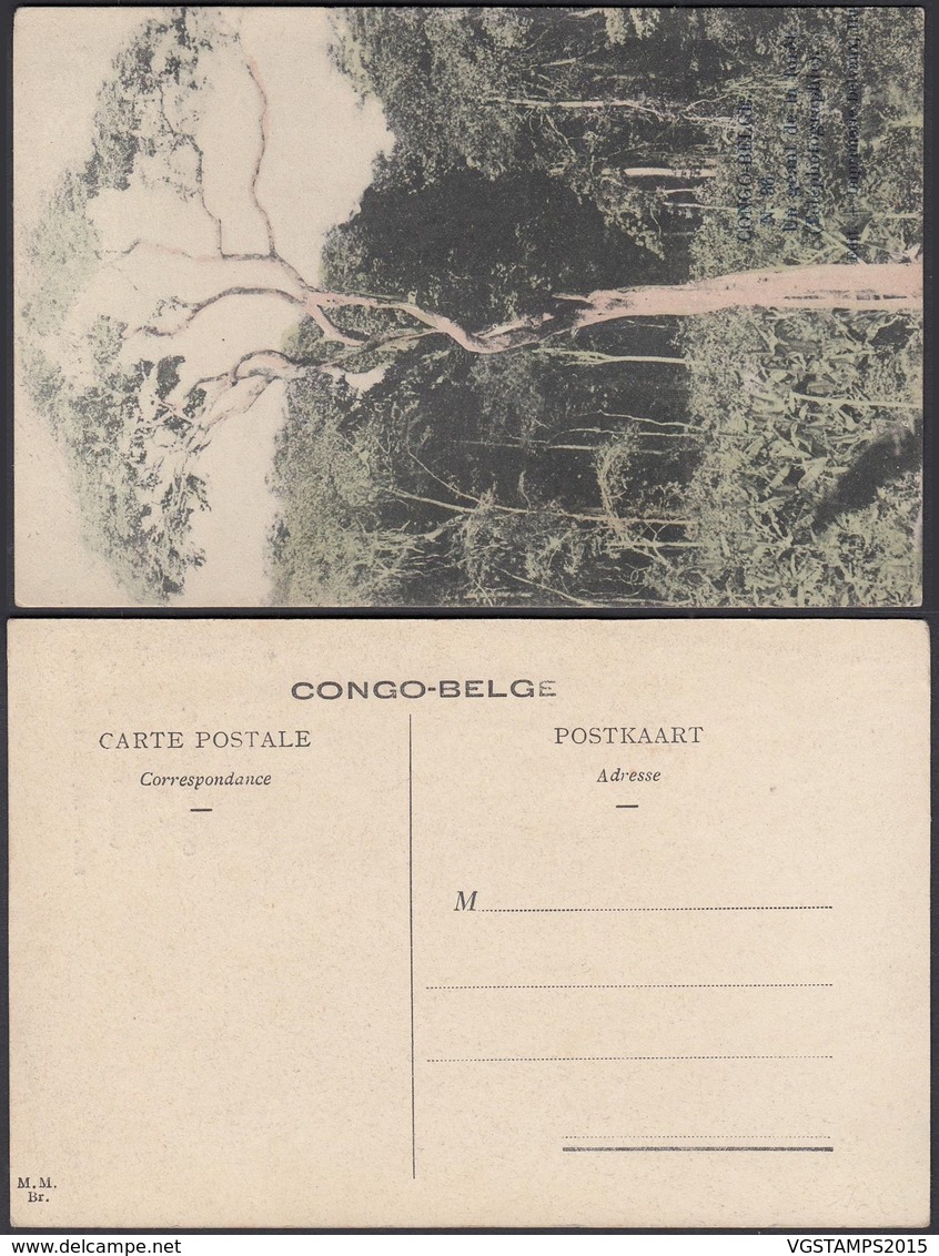 Congo Belge 1910 - Carte Postale Nr. 86. Un Géant De La Forêt  Ref. (DD)  DC0218 - Congo Belge