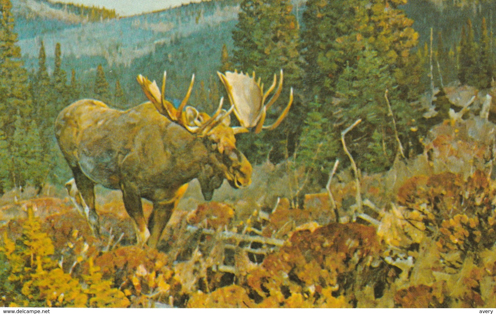 Luxton Museum, Banff, Alberta  Oil Painting Of A Male Moose By Carl Rungus - Banff
