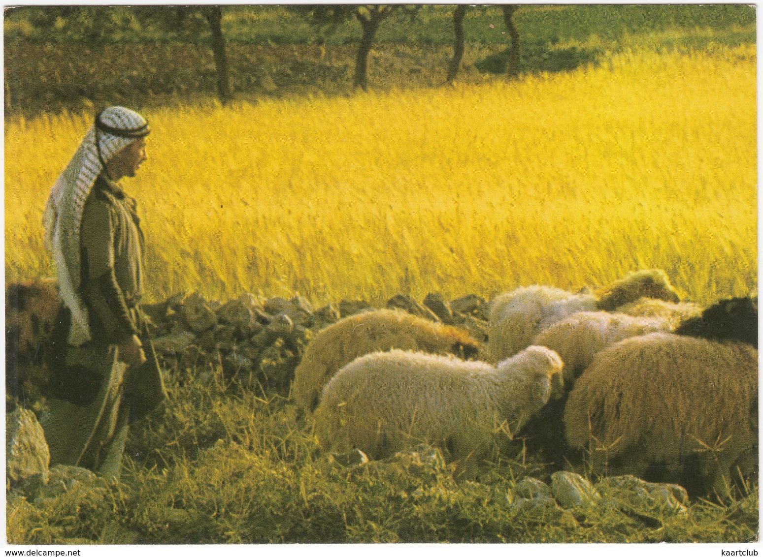 Bethleem - Champs Des Bergers - Bethlehem - Shepherd's Field - (Israel) - Israël