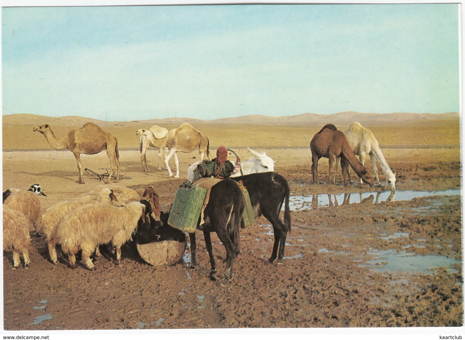 Judean Desert: Sheep, Donkey's, Camels - Near The Well In The Desert - (Israel) - Israël