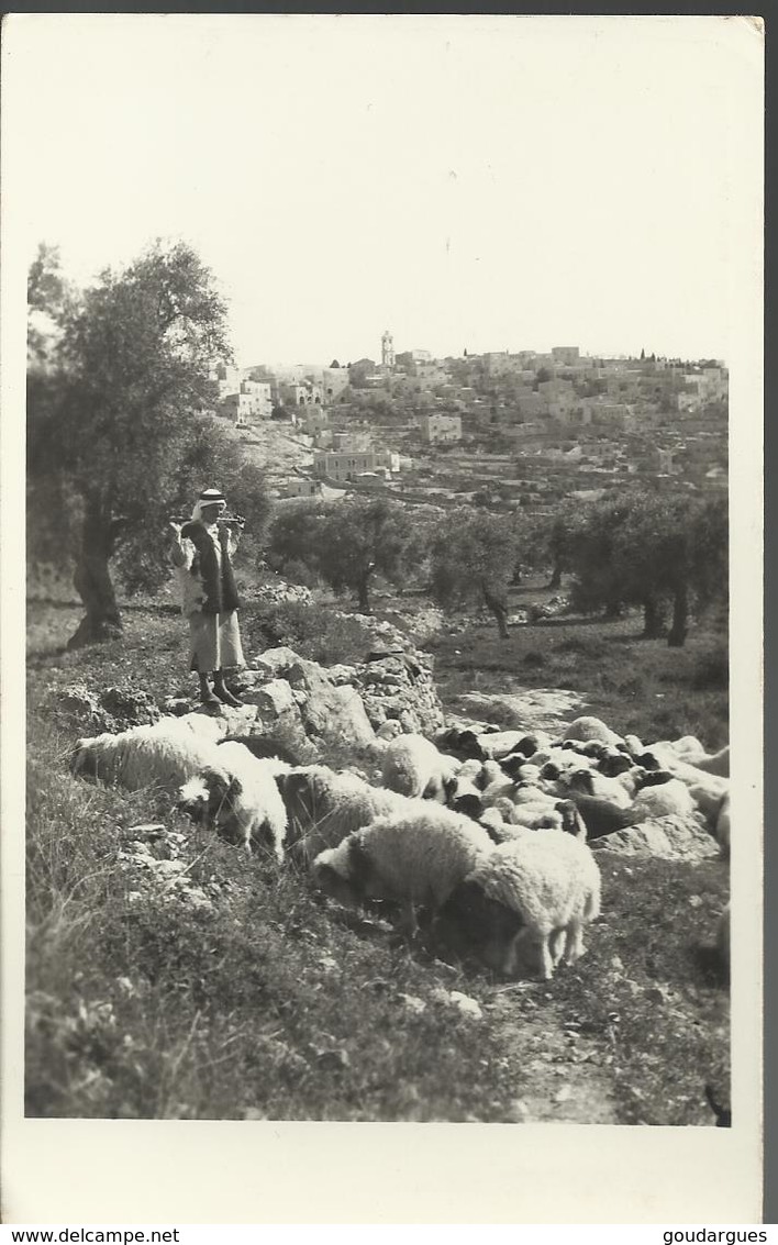 Betnelehem From Shepherd's Field - Carte 14 X 9 Glacée - - Israel