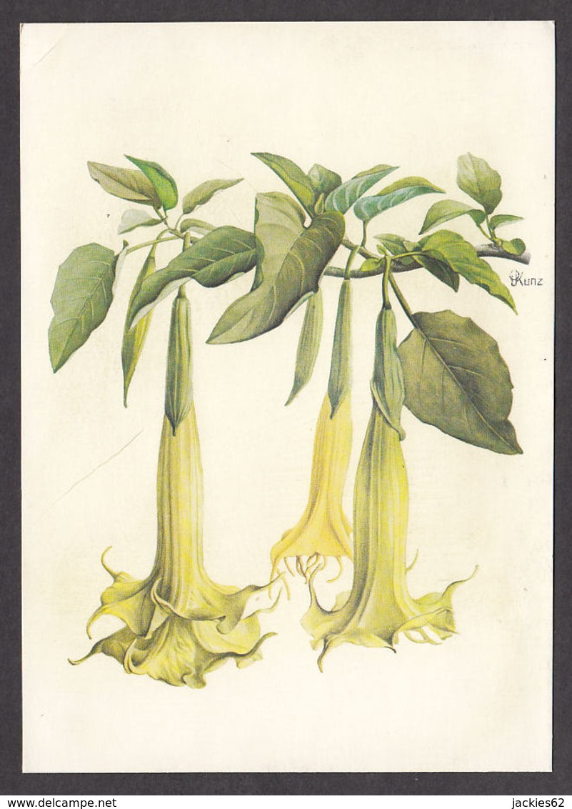 93524/ FLEURS, Illustrateur Otto Ludwig KUNZ, Datura Candida - Flowers