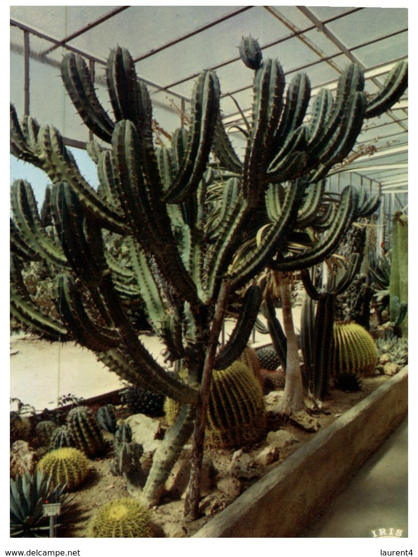 (ORL 745) France - Sanary Bandol Garden - Cactus - Cactus