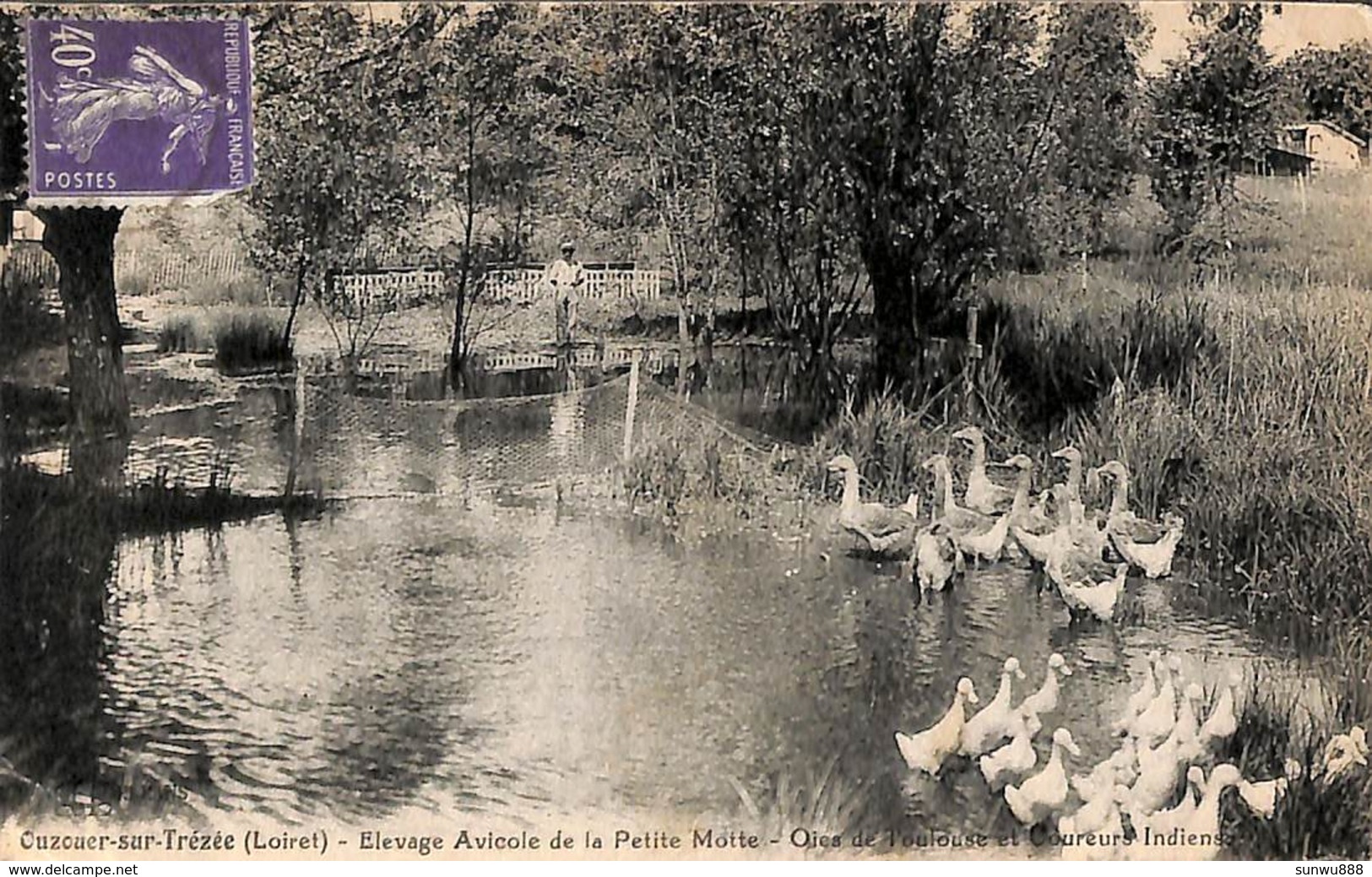 45 - Ouzouer-sur-Loire - Elevage Avicole De La Petite Motte - Oies De Toulouse (animée) - Ouzouer Sur Loire