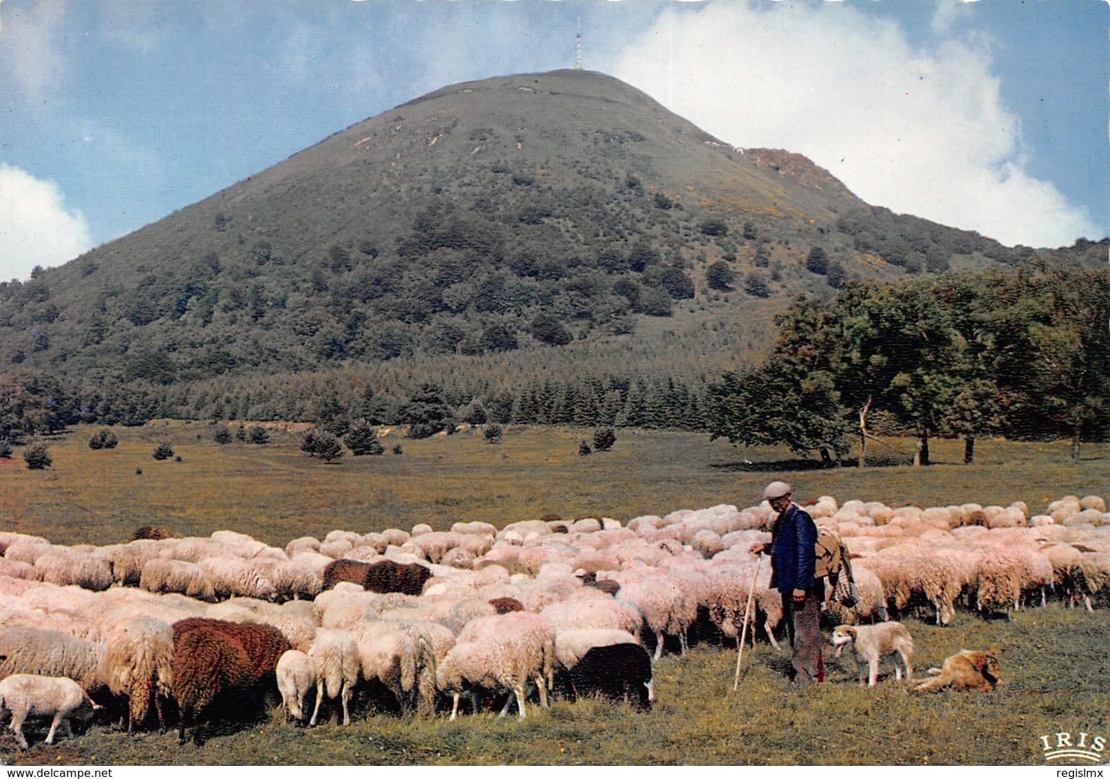 63-LE PUY DE DOME-TROUPEAU DE MOUTON-N°345-D/0109 - Autres & Non Classés