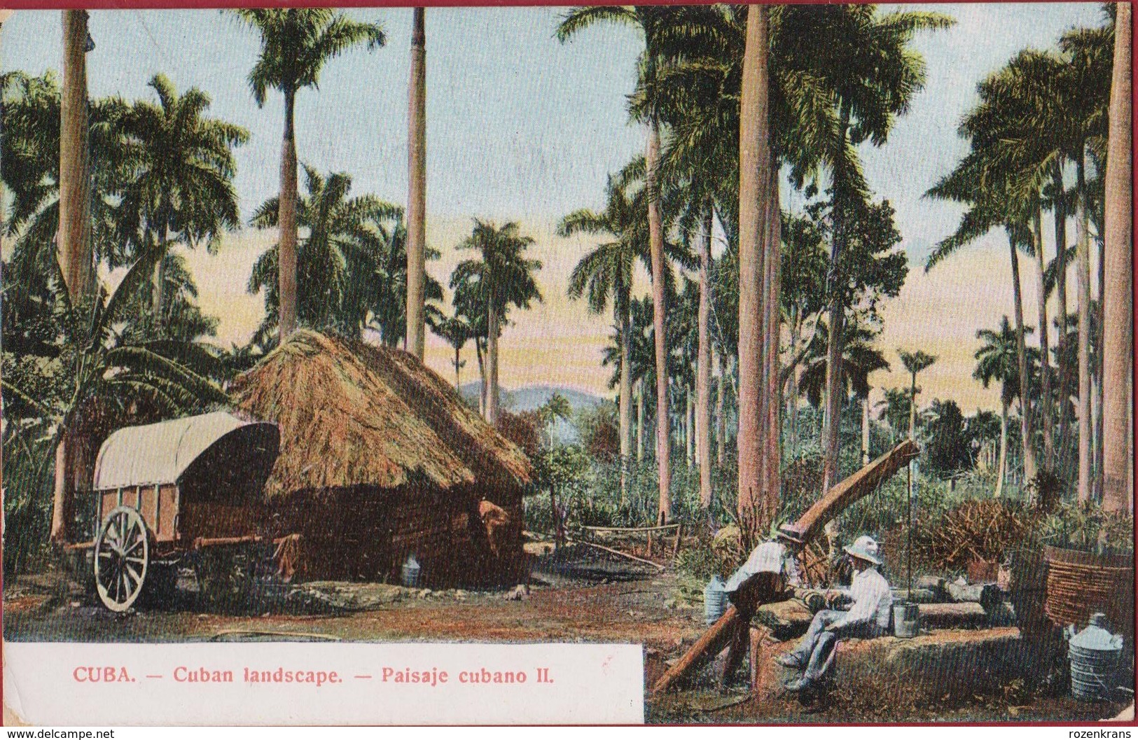Old Postcard Tarjeta Postal Cuba Cuban Landscape Paisaje Cubano Palm Forestry Palm Tree Forest Colonial Period - Kuba
