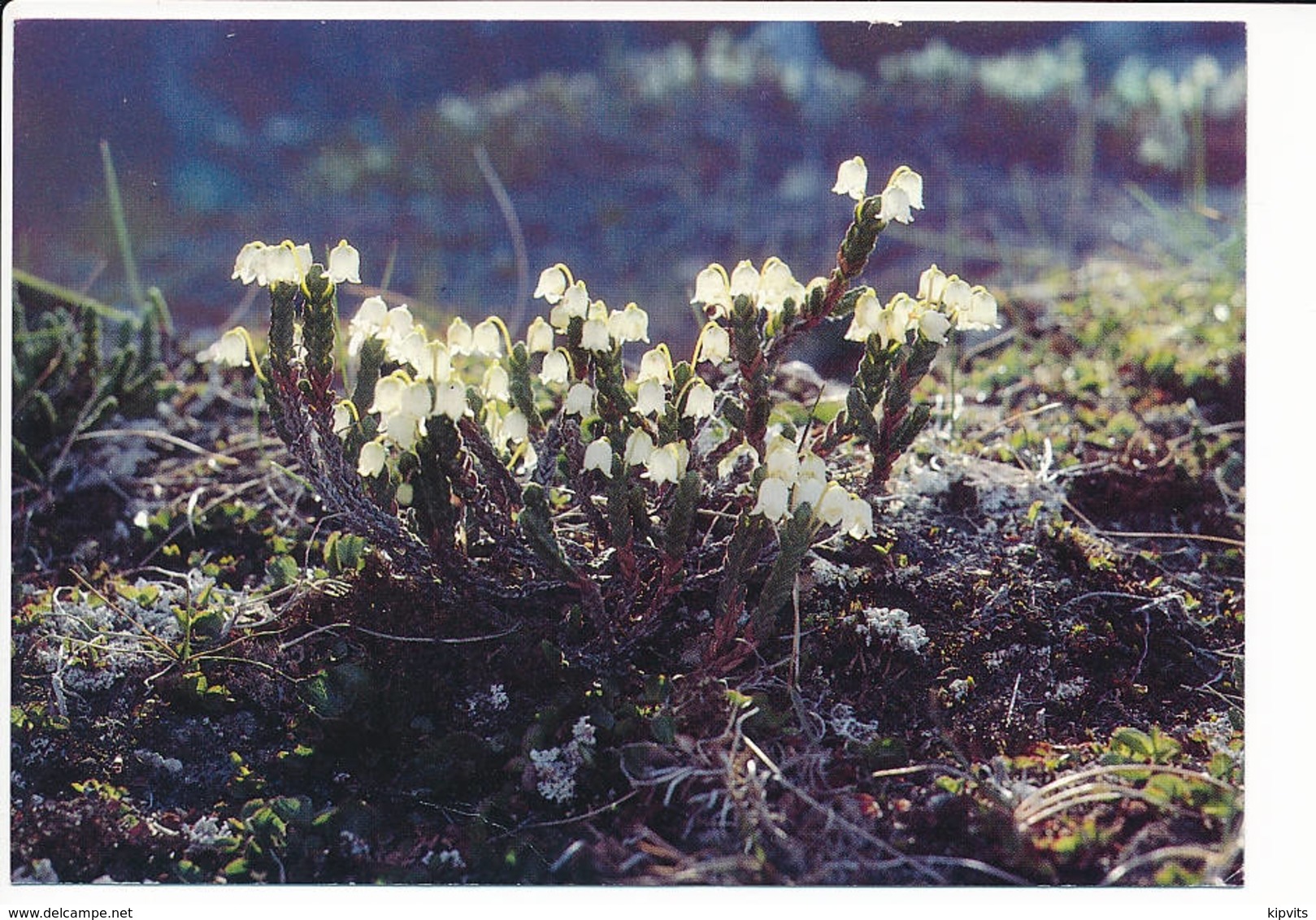 1990 Unused Postcard, Arctic Flowers / Issutit, Kantlyng Heather, Cassiope Tetragona - Groenland