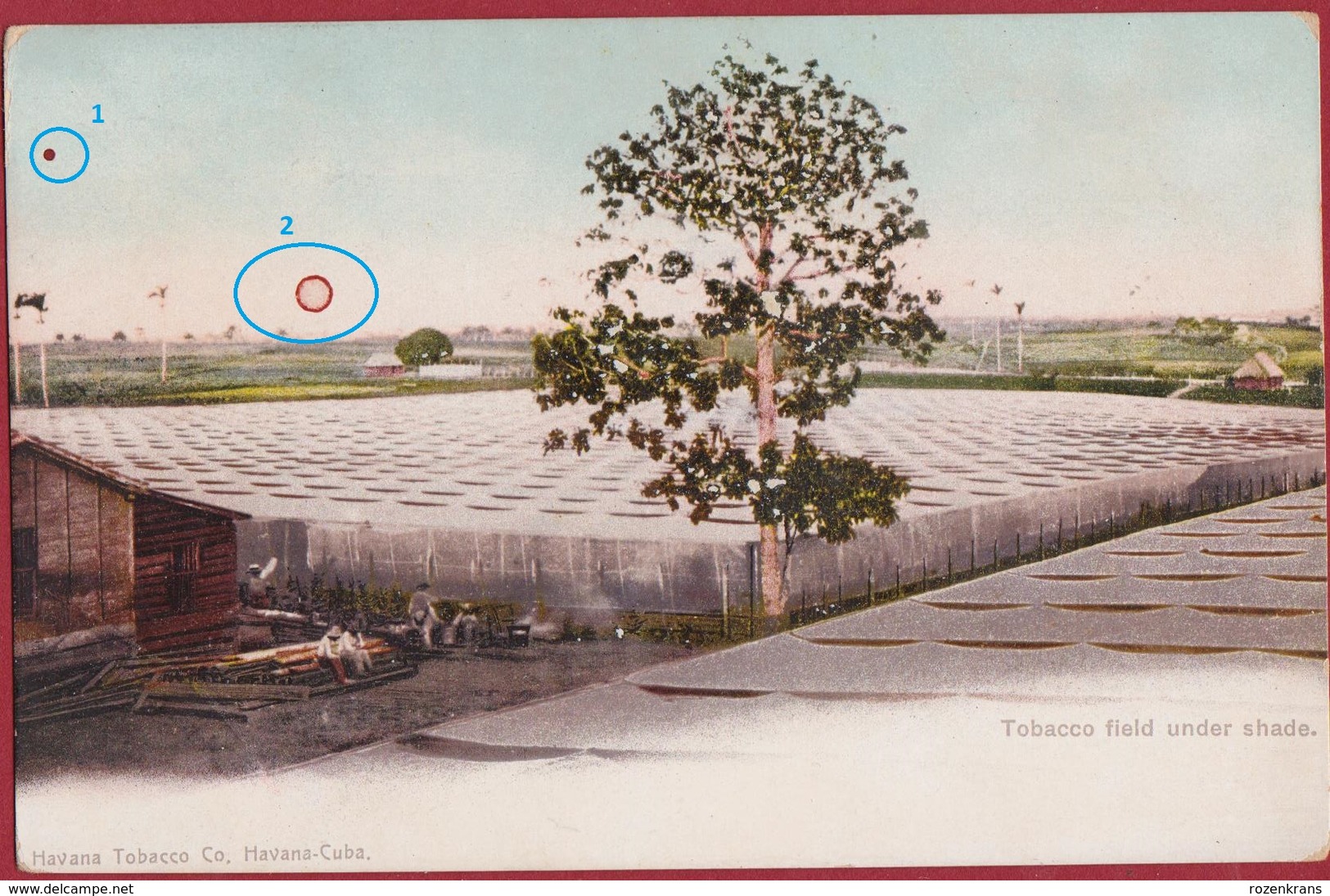 Rare Old Postcard Tarjeta Postal Cuba Tobacco Field Under Shade Havana Tobacco Company Colonial Period Cigar - Cuba