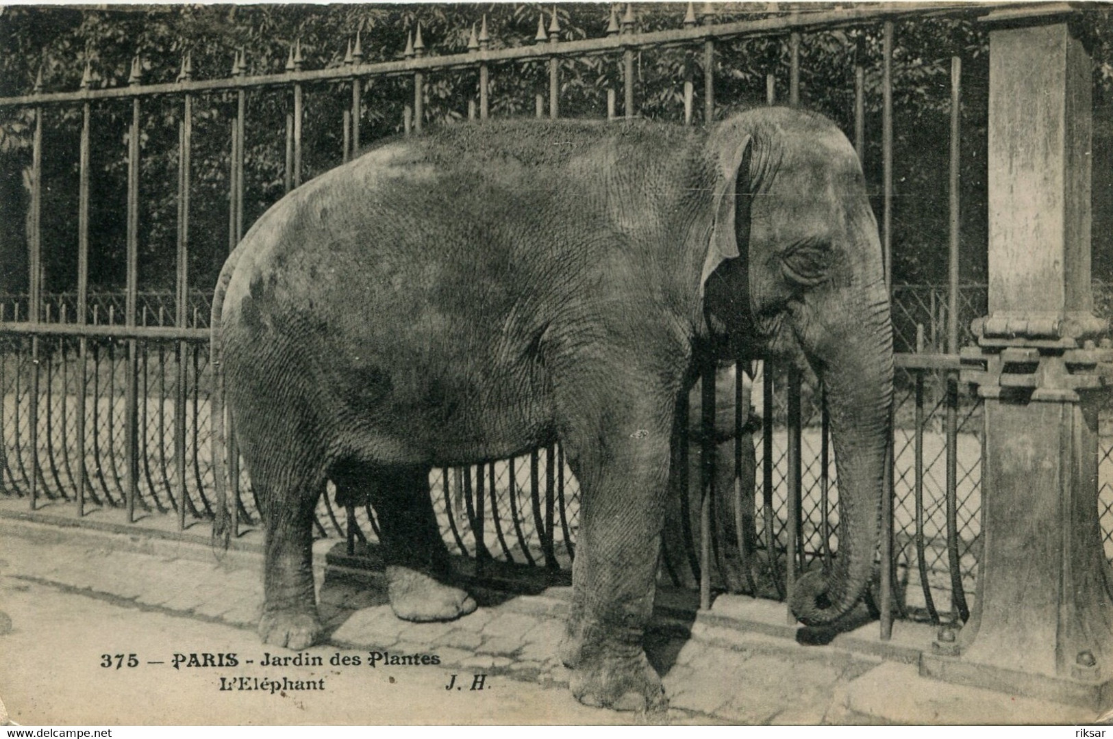 ELEPHANT(JARDIN DES PLANTES) - Éléphants