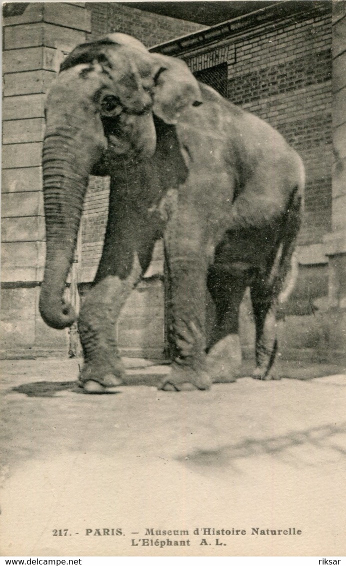 ELEPHANT(JARDIN DES PLANTES) - Éléphants