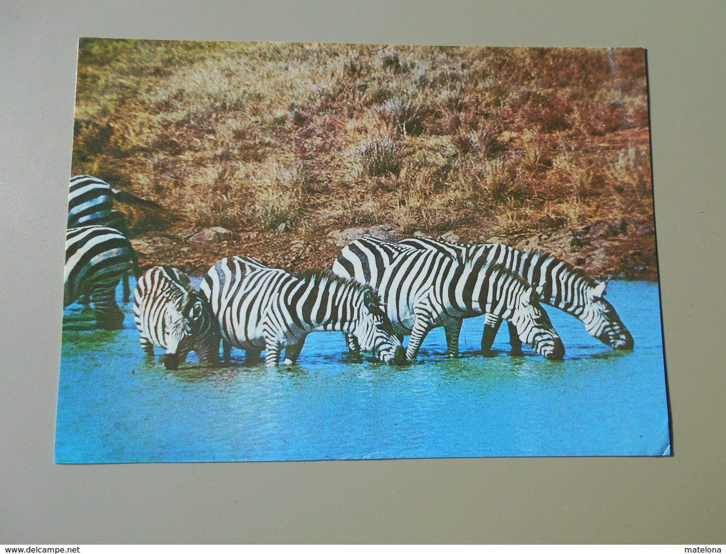 ANIMAUX ZEBRAS DRINKING WATER - Zèbres