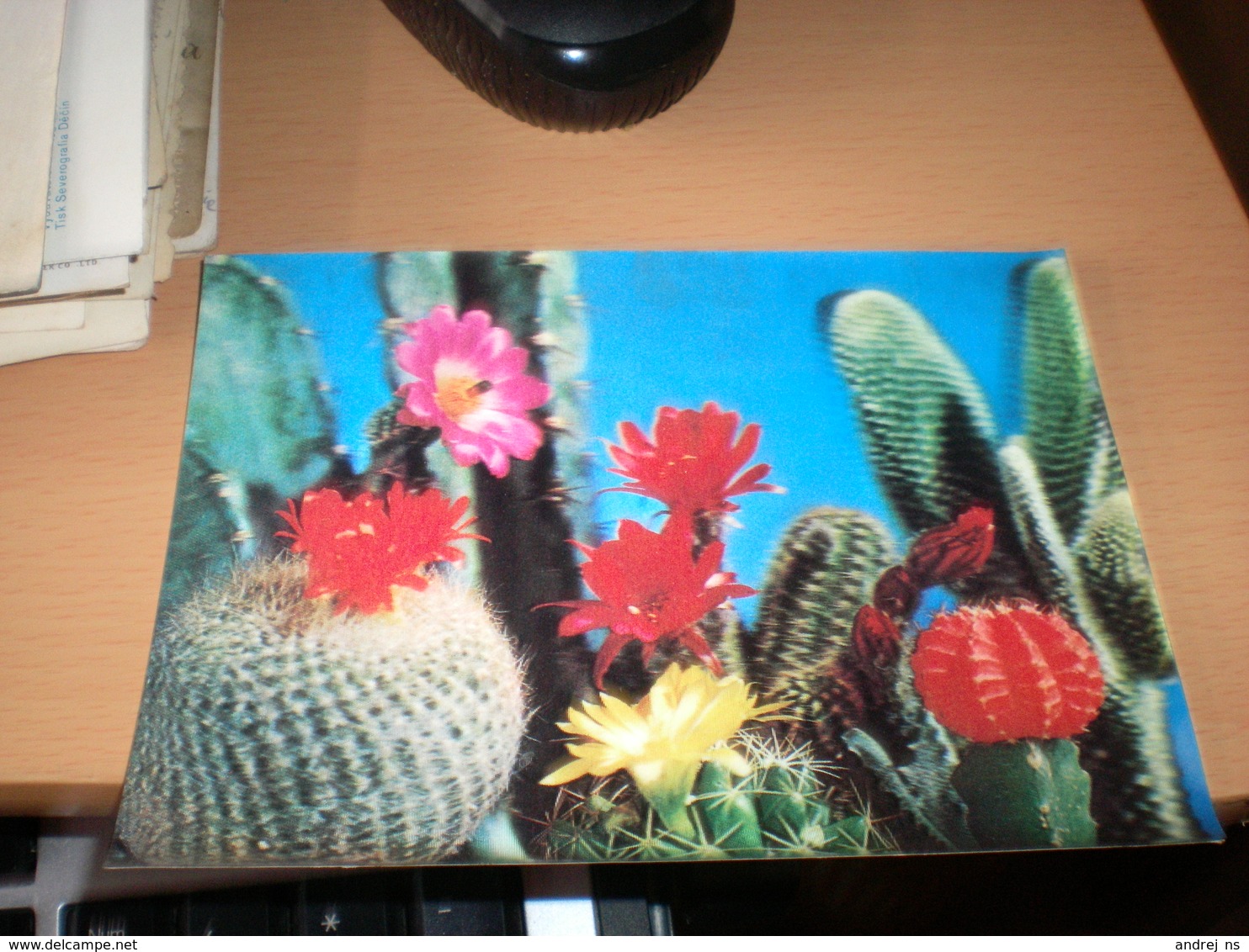 3D Postcards Cactus PK 91 - Cactusses
