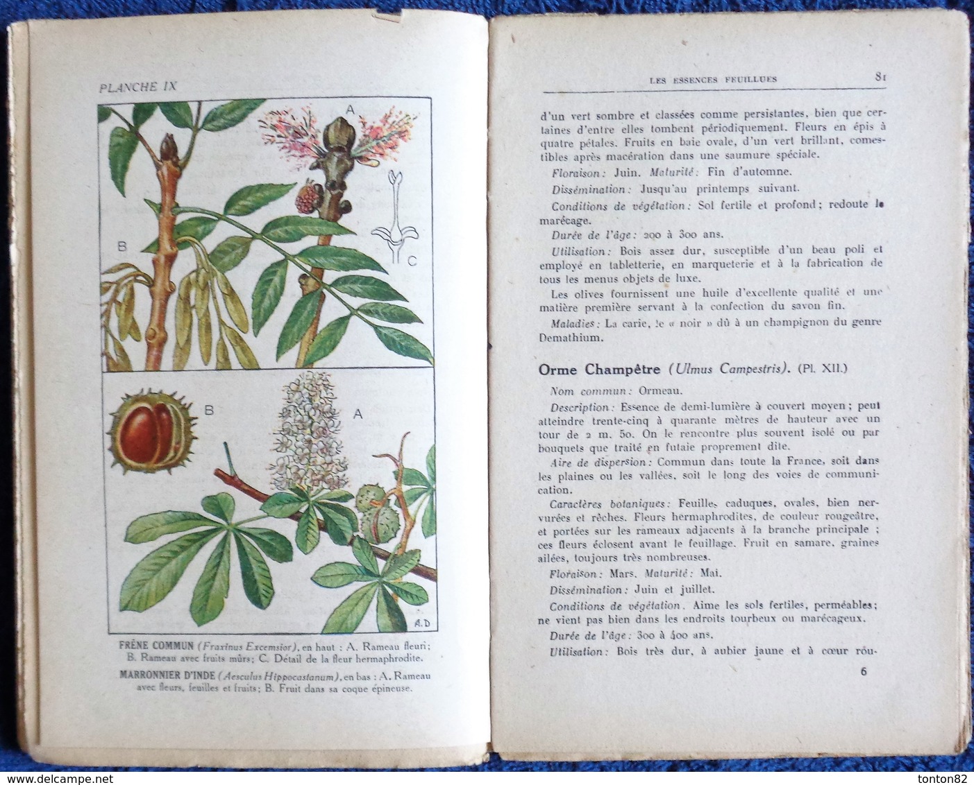 R. Guinot - Plantations et Reboisement - Collection RUSTICA - Éditions De Montsouris - ( 1945 ) .