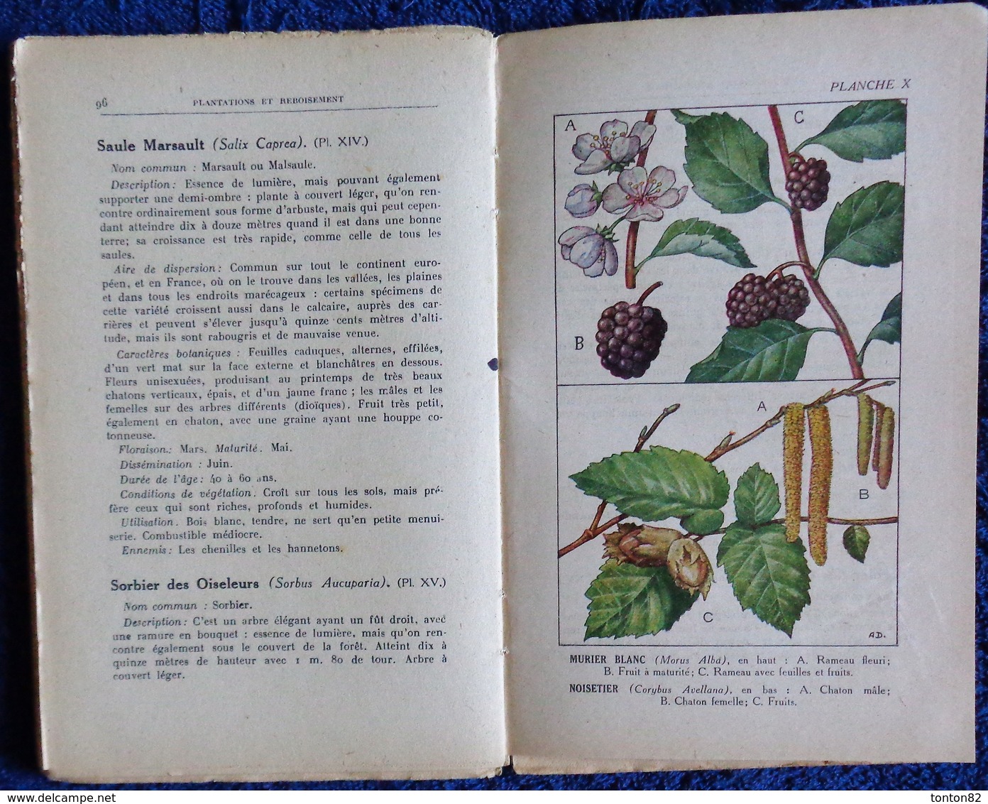 R. Guinot - Plantations et Reboisement - Collection RUSTICA - Éditions De Montsouris - ( 1945 ) .