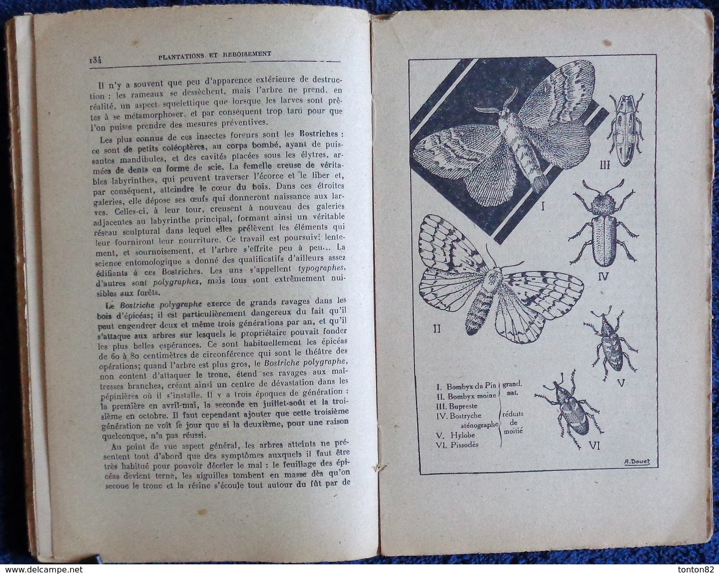 R. Guinot - Plantations et Reboisement - Collection RUSTICA - Éditions De Montsouris - ( 1945 ) .