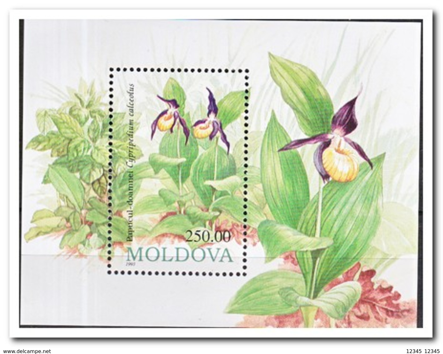 Moldavië 1993, Postfris MNH, Flowers - Moldavië