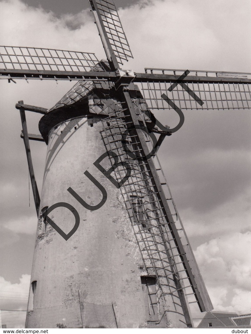 Schelderode Molen/Moulin Originele Foto B11 - Merelbeke