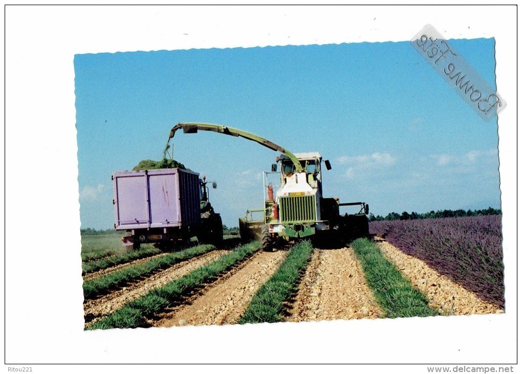 Cpm - 04 - VALENSOLE - Récolte De Lavande - Faucheuse Matériel Agricole REMORQUE TRACTEUR  - 2009 - Tracteurs