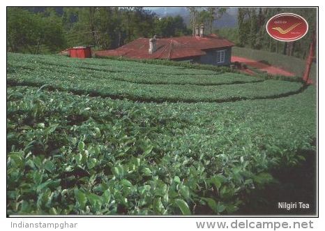 India Picture Post Card, Incredible India,Nilgiri Tea, Flavoured Tea , By India Post - Geneeskrachtige Planten