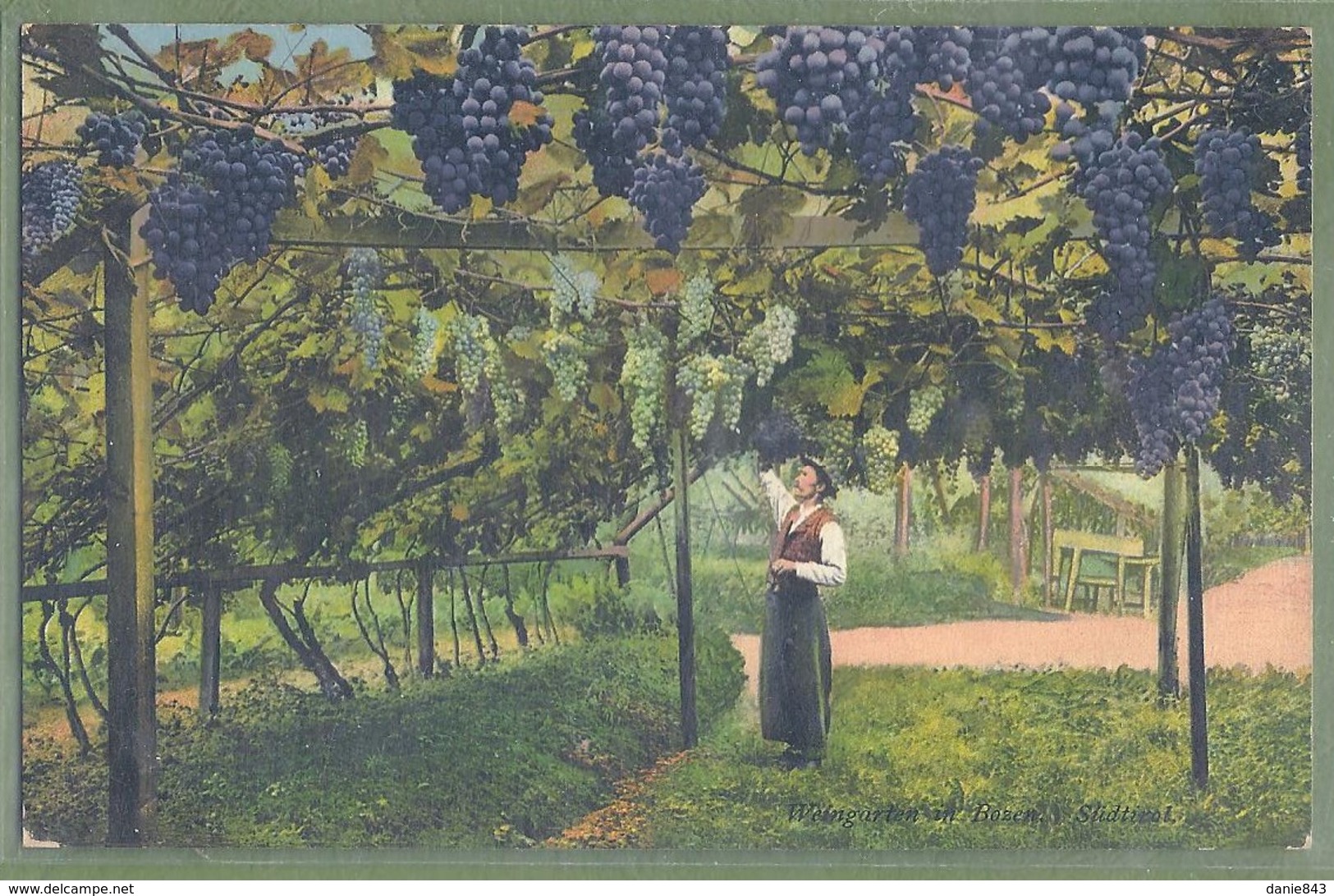 CPA - ITALIE - BOLZANO (BOZEN) - WEINGARTEN - Animata, Vines, Vino - éditori Joh. F. Hamonn / M 11550 N - Bolzano (Bozen)