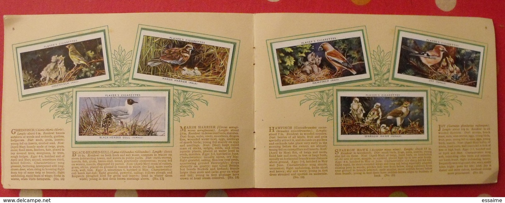 album d'images cigarette pictures card john player. en anglais. birds & young, oiseaux & petits. 1935. 50 chromo