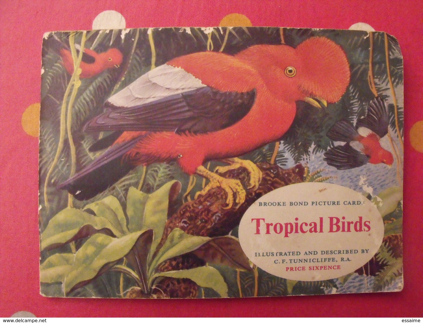 Album D'images Tea Brooke Bond Pictures Cards. Tropical Birds, Oiseaux Tropicaux. 1969. 50 Chromo - Albumes & Catálogos