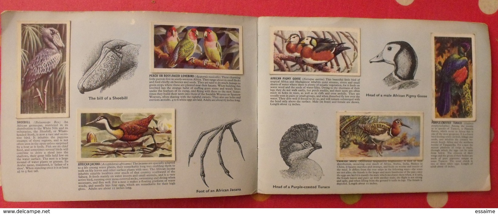 Album D'images Tea Brooke Bond Pictures Cards. Tropical Birds, Oiseaux Tropicaux. 1969. 50 Chromo - Albumes & Catálogos