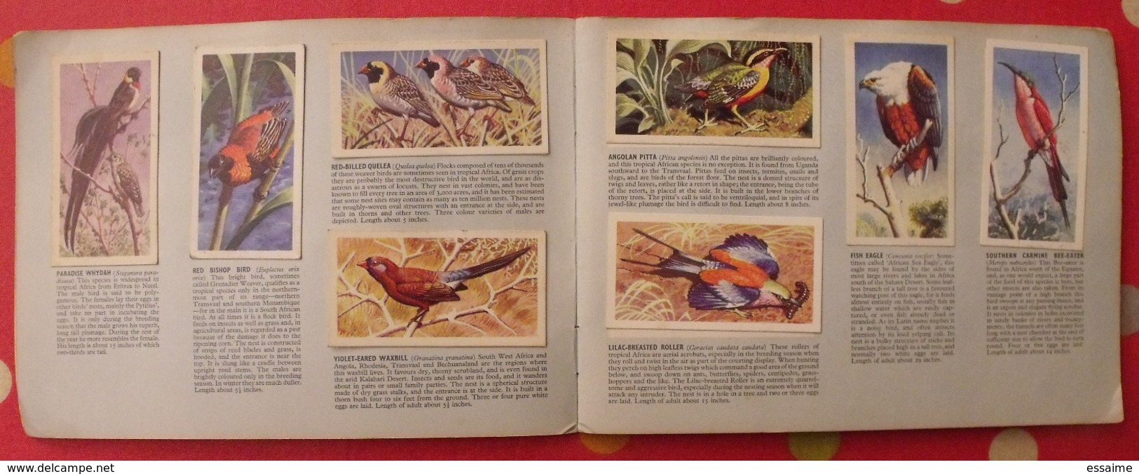 Album D'images Tea Brooke Bond Pictures Cards. Tropical Birds, Oiseaux Tropicaux. 1969. 50 Chromo - Album & Cataloghi