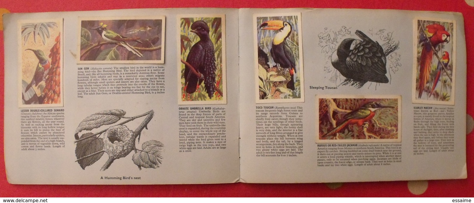 Album D'images Tea Brooke Bond Pictures Cards. Tropical Birds, Oiseaux Tropicaux. 1969. 50 Chromo - Album & Cataloghi