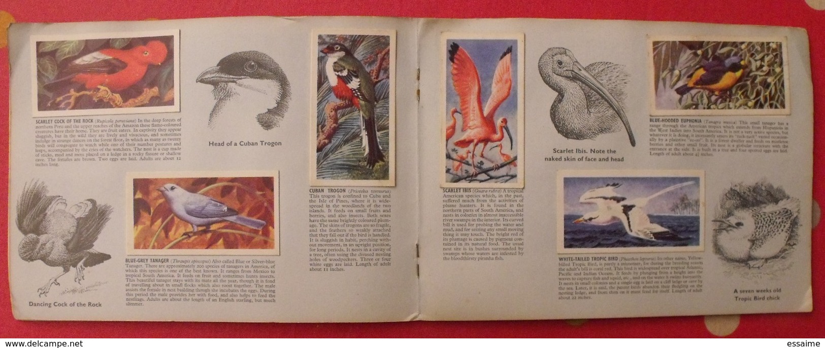 album d'images tea brooke bond pictures cards. tropical birds, oiseaux tropicaux. 1969. 50 chromo