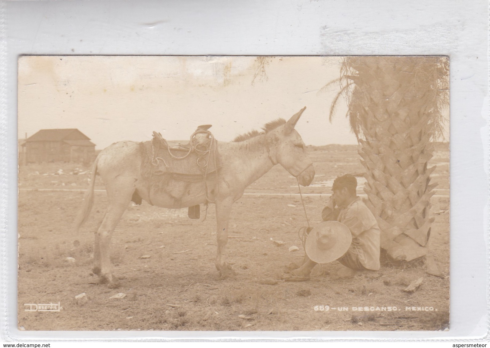 UN DESCANSO. MEXICO. DESENTIS JR. BURRO Y HOMBRE DESCANZANDO. CIRCA 1930s. NON CIRCULEE - BLEUP - Mexico