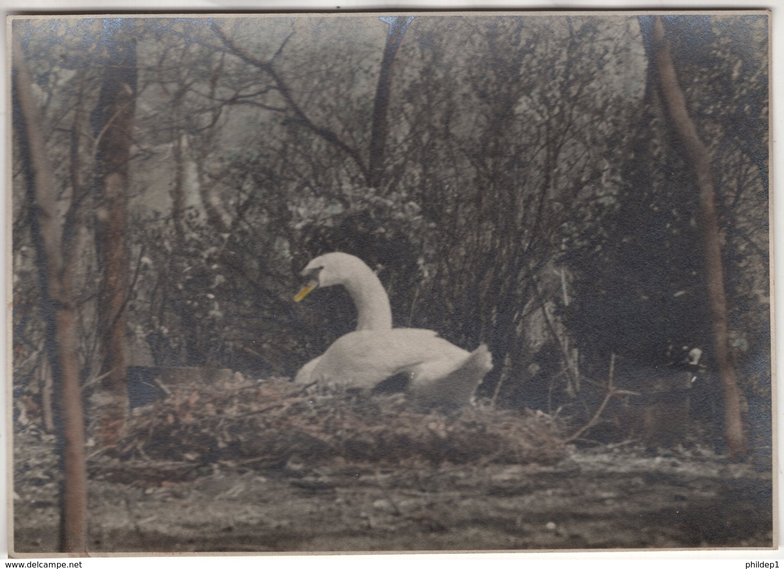 Photo D'un Cygne Sur Son Nid.  Dimension 17,2 X 12,1 Cm - Autres & Non Classés