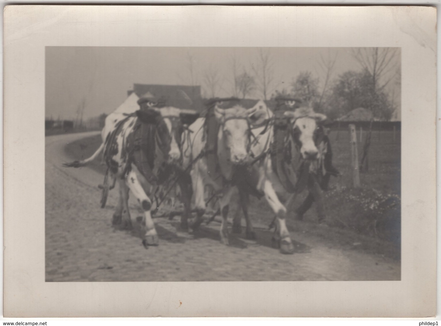 Photo  Agriculteur Et 3 Vaches. Dimension 17,9 X 12,9 Cm - Métiers