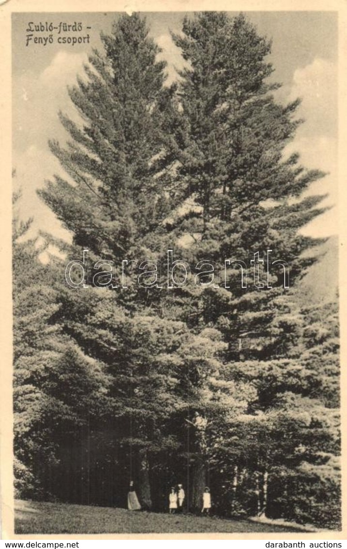 T2 1918 Lubló-fürdő, Kúpele Lubovna; Fenyő Csoport / Pinetrees - Ohne Zuordnung